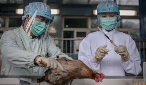 Gripă aviară în Delta Dunării (audio)