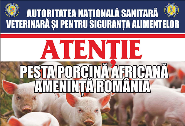Guvernul a aprobat Programul national de supraveghere, prevenire si control al pestei porcine africane