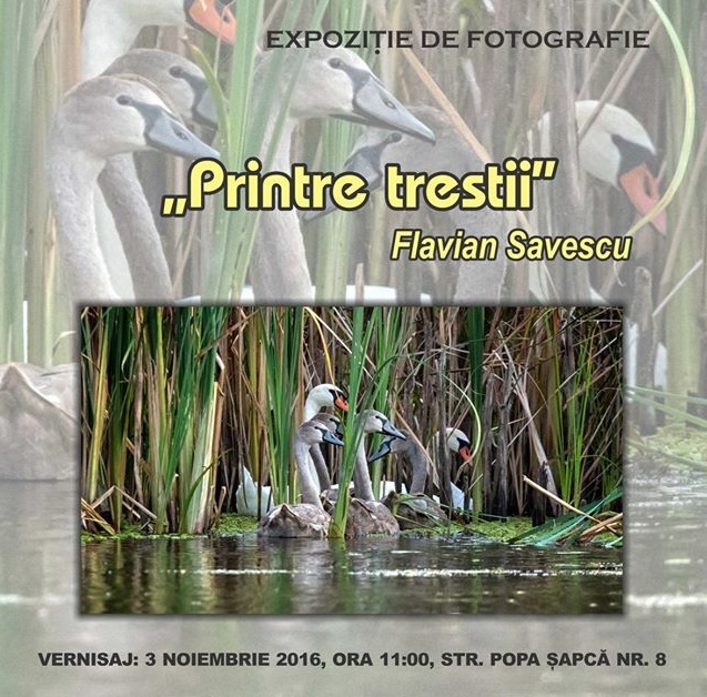 „Printre trestii”, la Muzeul Olteniei