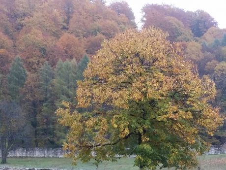 Azi despre ieri – 23 noiembrie 2016