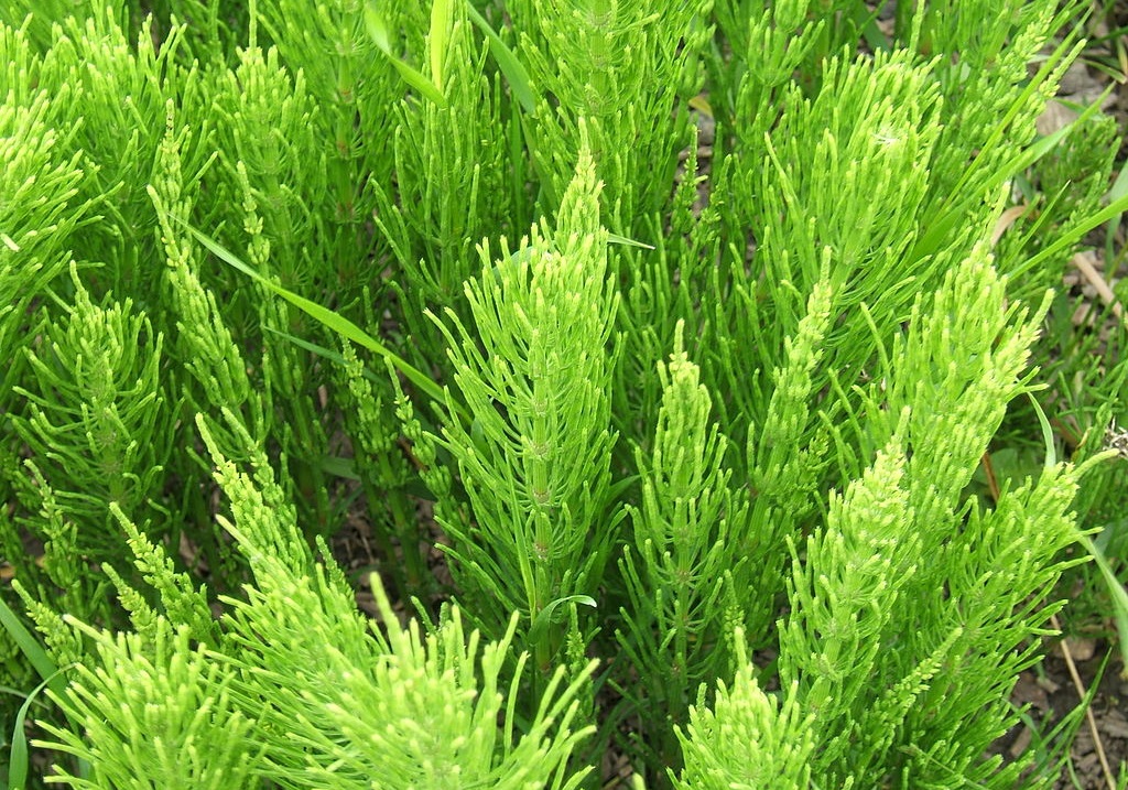 COADA-CALULUI vindecă 1000 de afecțiuni și ajută la eliminarea tumorilor CANCEROASE