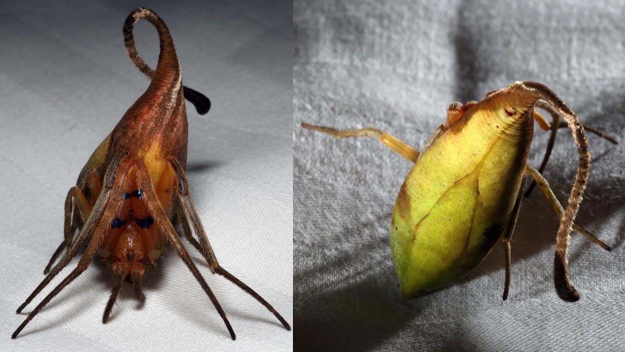 Păianjenul care imită frunzele. Incredibila specie de arahnide descoperită în China