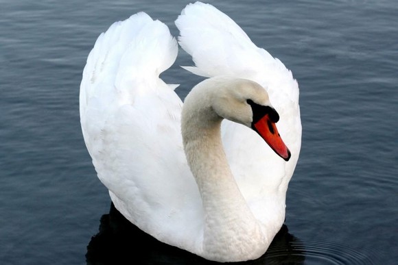 Măsuri împotriva gripei aviare