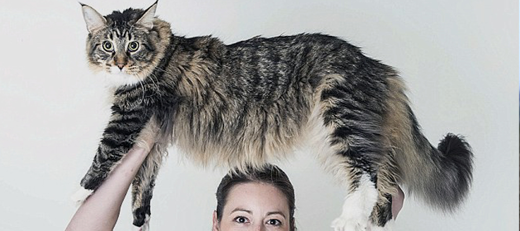 Cea mai lungă pisică din lume măsoară mai mult de un metru