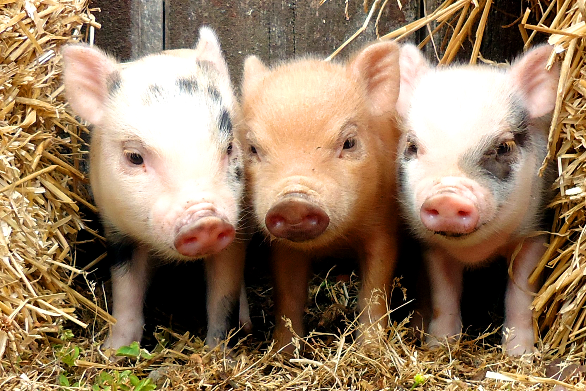 Alertă din cauza pestei porcine africane, în Olt