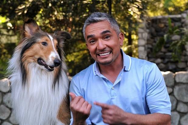 Cesar Millan vine in Romania!