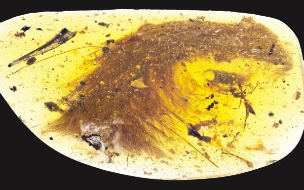 Descoperire fara precedent. O coada de dinozaur, veche de 99 de milioane de ani, gasita intr-o bucata de chihlimbar