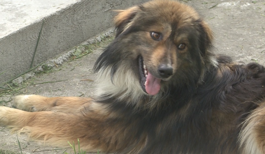 Un nou târg de adopţii canine, la Slatina