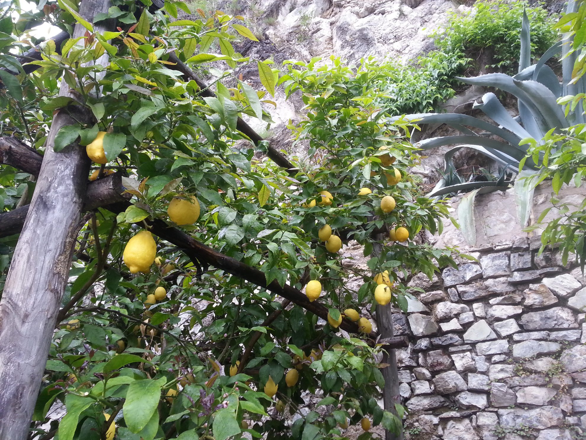 Muzeul Lămâilor din Italia