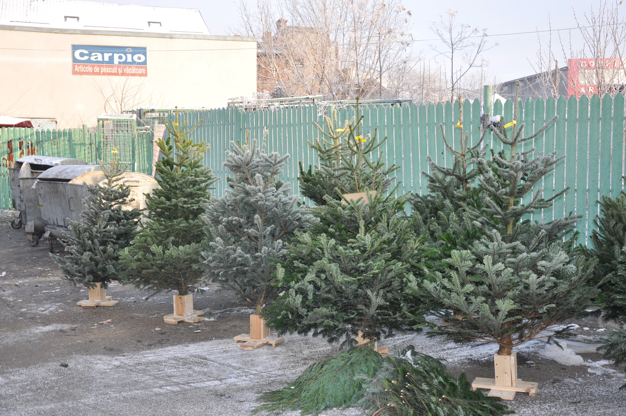 (foto+audio) Ce preturi au brazii ;i ornamentele de Crăciun, în Piața Centrală din Craiova