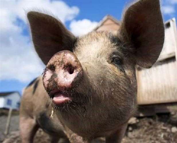 14 focare de trichineloză în 8 judeţe