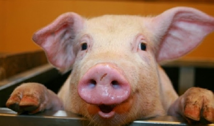 Ignatul – obiceiuri și superstiții