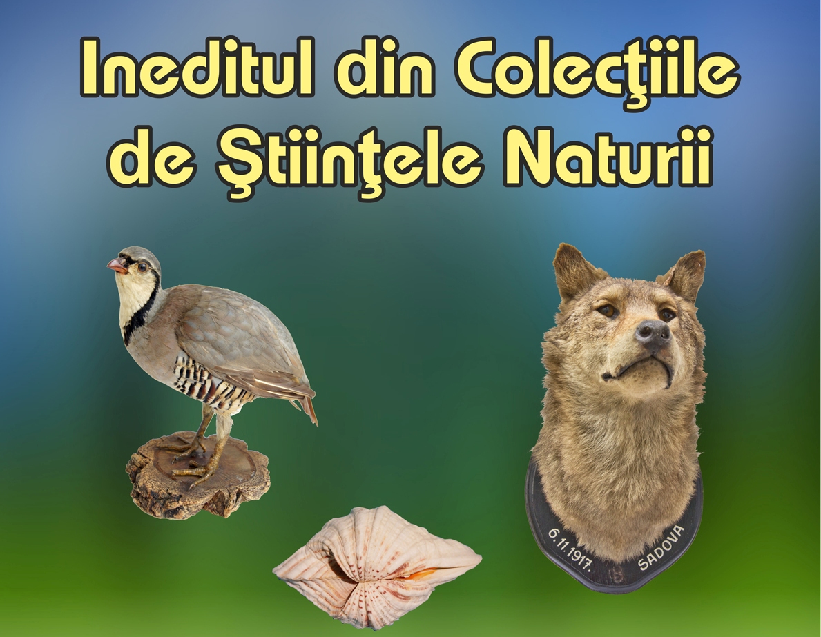 Gasteropode, echinoderme și mamifere expuse la Științele Naturii