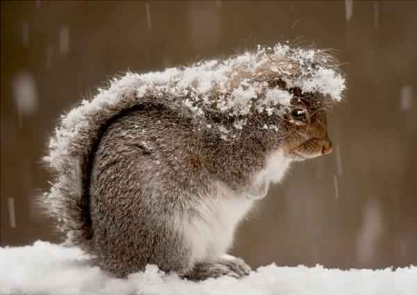 Prognoza meteo 26 februarie (audio)