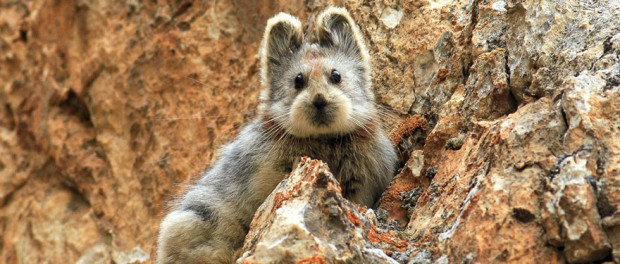Faceți cunoștință cu Ili Pika, unul dintre cele mai rare și adorabile animale de pe Pământ