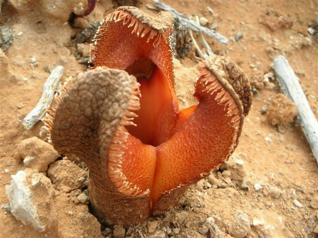 Hydnora Africana, una dintre cele mai rare și neobișnuite plante de pe Pământ