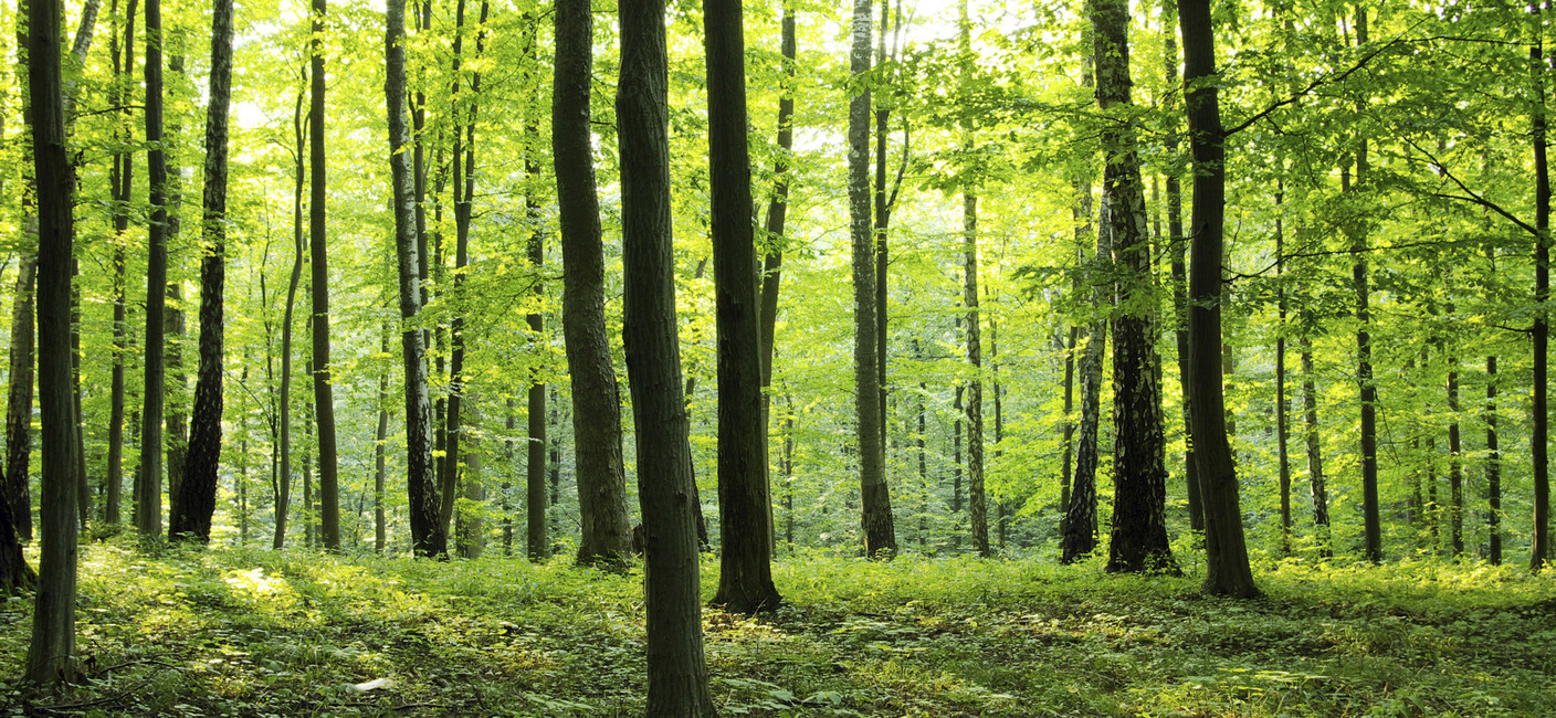 Decizie salutară luată de Albania: se interzice tăierea arborilor timp de zece ani, pentru a proteja pădurile