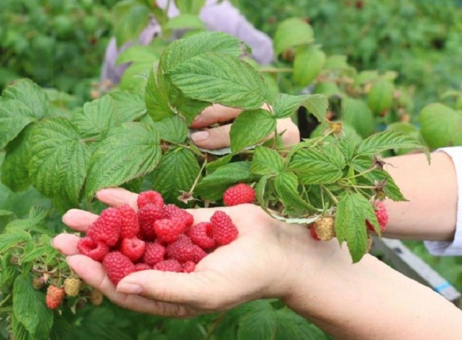 Locuri de muncă în Portugalia pentru șomerii din Gorj