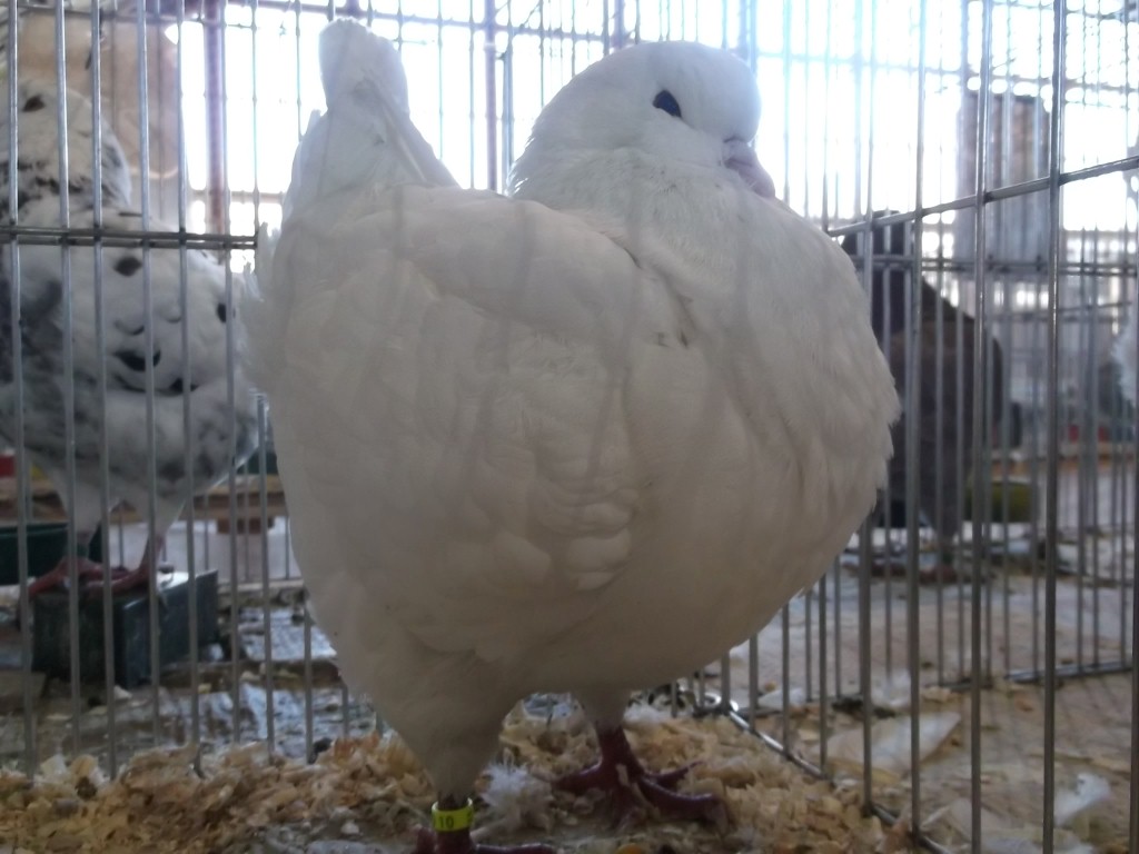 Expoziție de păsări și animale mici de rasă