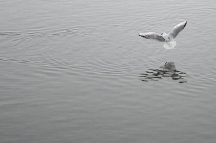 Gripă aviară la Galaţi (audio)