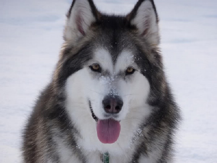 Zăpadă cu gust de prosciutto