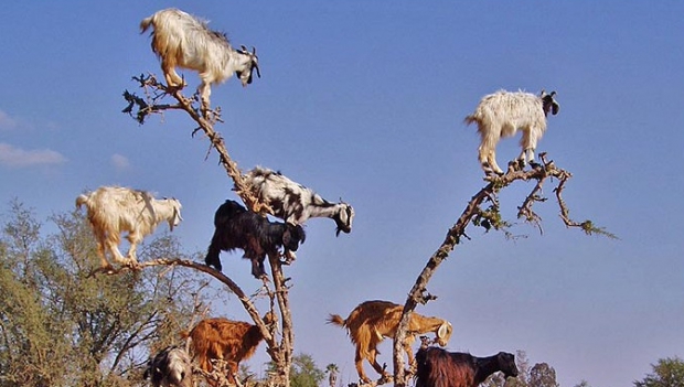 Investiție de milioane de euro la Horezu