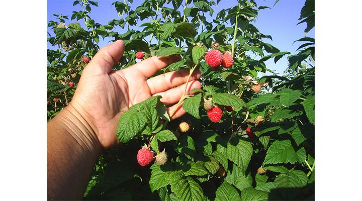 Locuri de muncă la recoltat de zmeură, în Portugalia