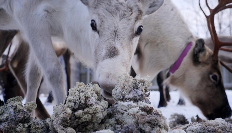 Renii din Scandinavia sunt încă radioactivi în urma dezastrului de la Cernobîl