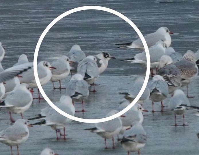 O nouă specie în fauna României