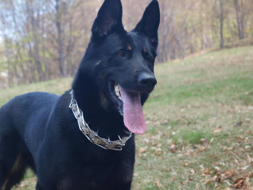 Ce sa faci daca esti atacat de un caine