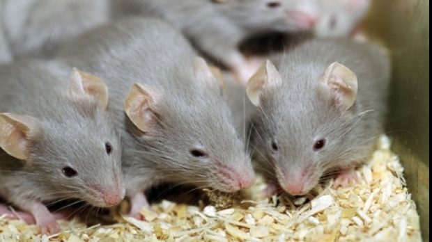 Australia în pericol de invazie