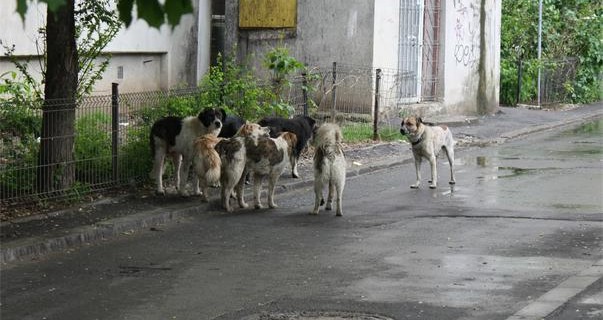 Începe recensământul!