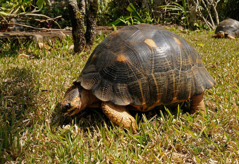 Top 10 vietati care traiesc cel mai mult