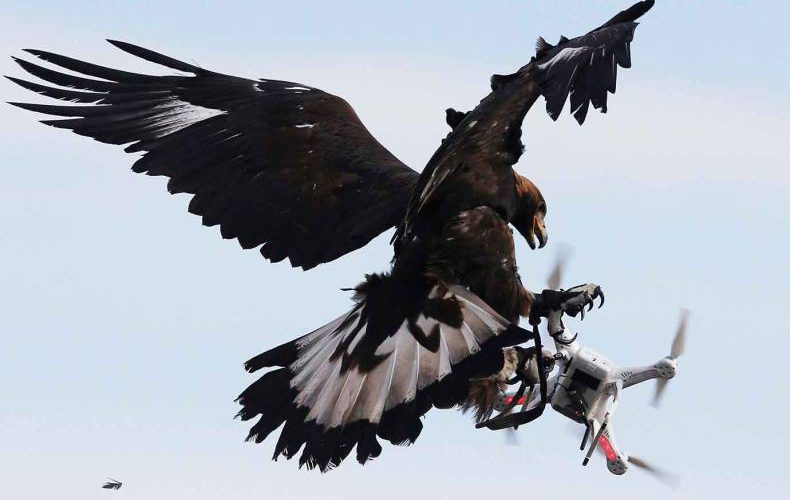 Vulturii aurii au fost antrenați de armată să doboare drone suspecte