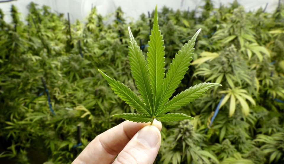 Un tratament revoluţionar bazat pe marijuana are rezultate uimitoare asupra uneia dintre cele mai agresive forme de cancer care atacă creierul