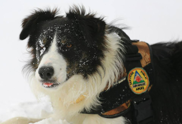 Stagiul Naţional de Formare a Unităţilor Canine de Intervenţie la Avalanşă