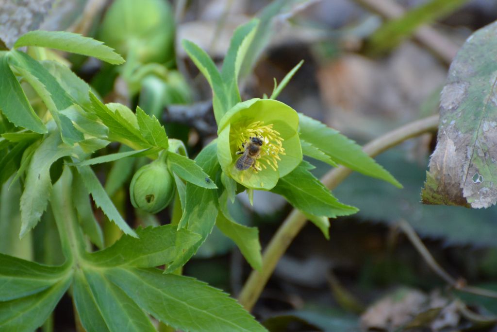 Poveștile clipei: „Ochii verzi ai primăverilor făgăduite”