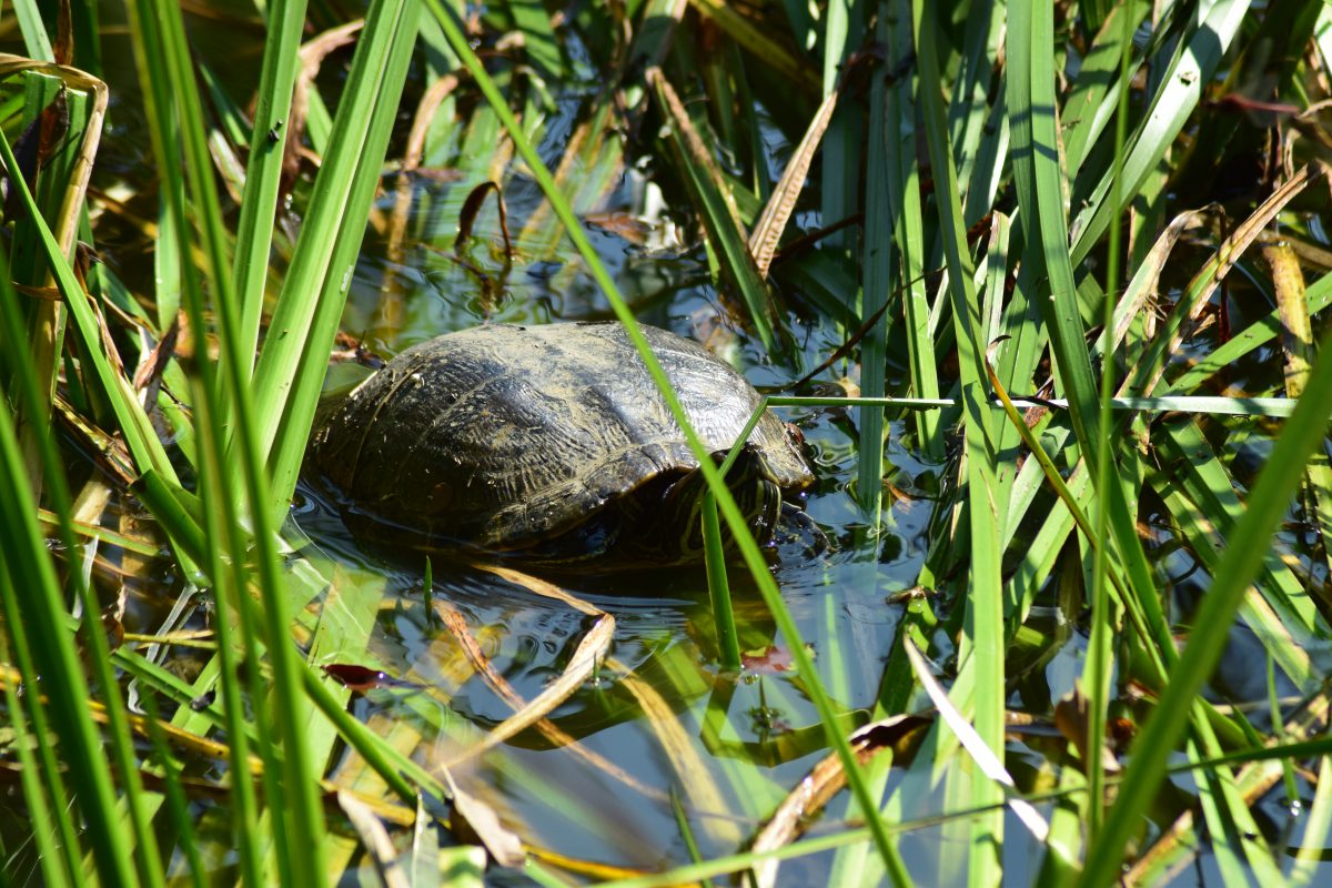 Azi despre ieri – 28 februarie 2017