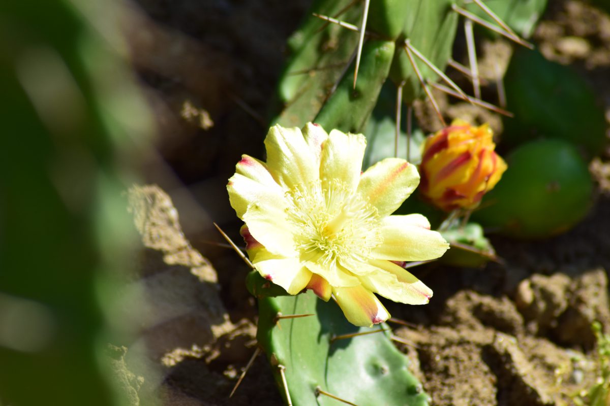 Azi despre ieri – 14 februarie 2017