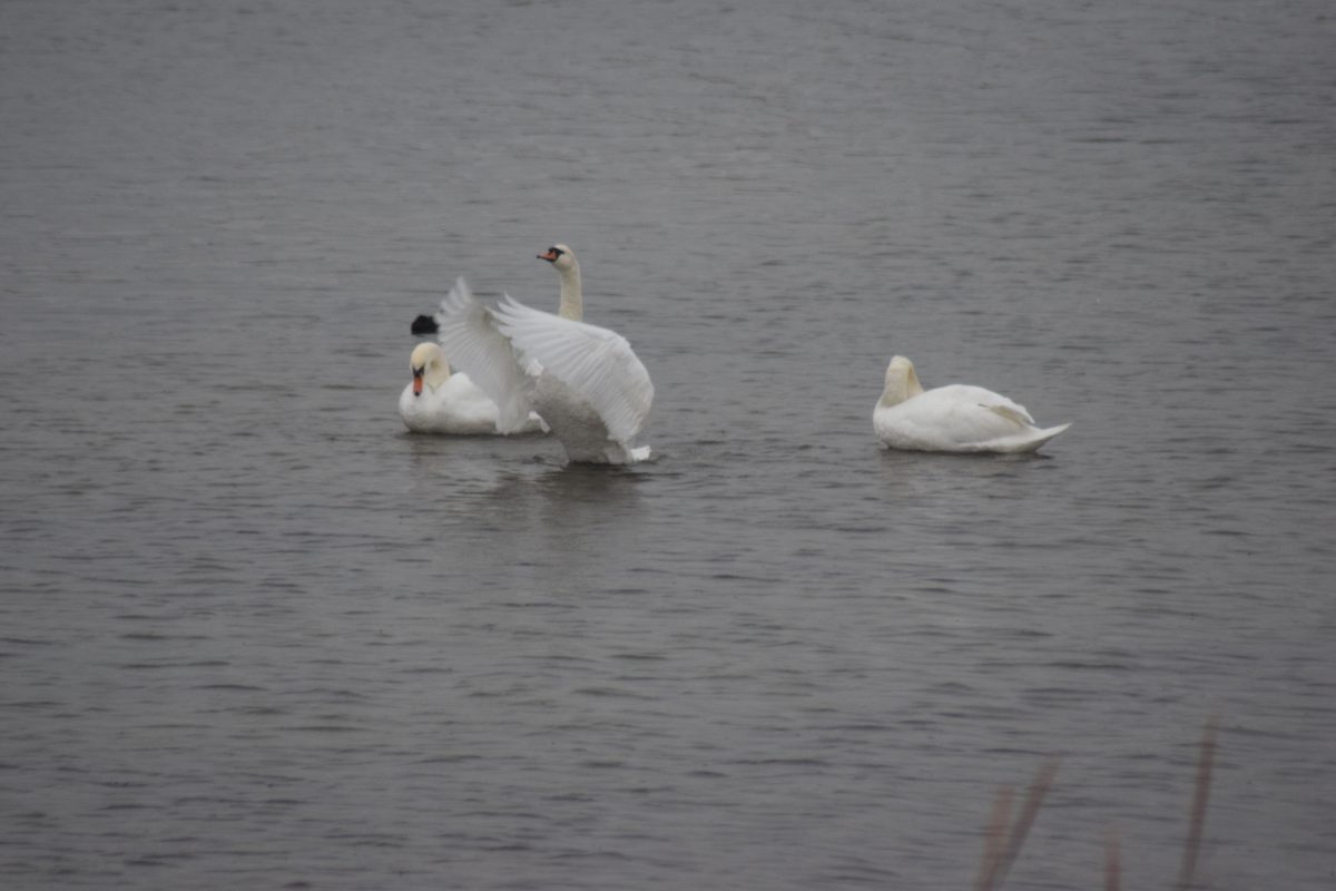 Azi despre ieri – 15 februarie 2017