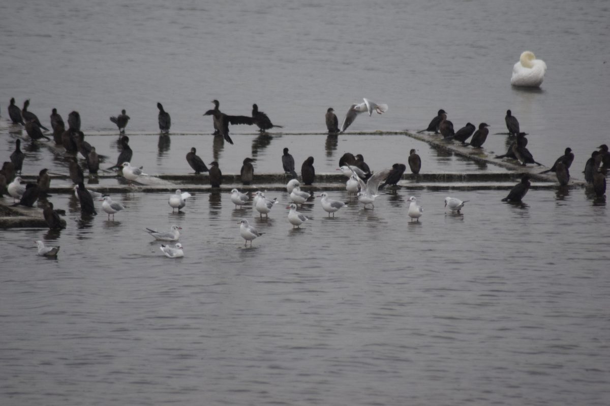 Azi despre ieri – 17 februarie 2017