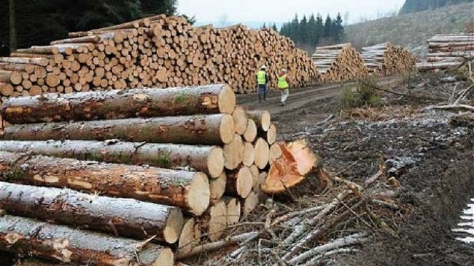 Holzindustrie Schweighofer, surprinsă de decizia FSC