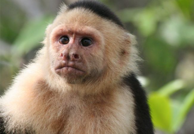 Maimuțe capucin, la Craiova