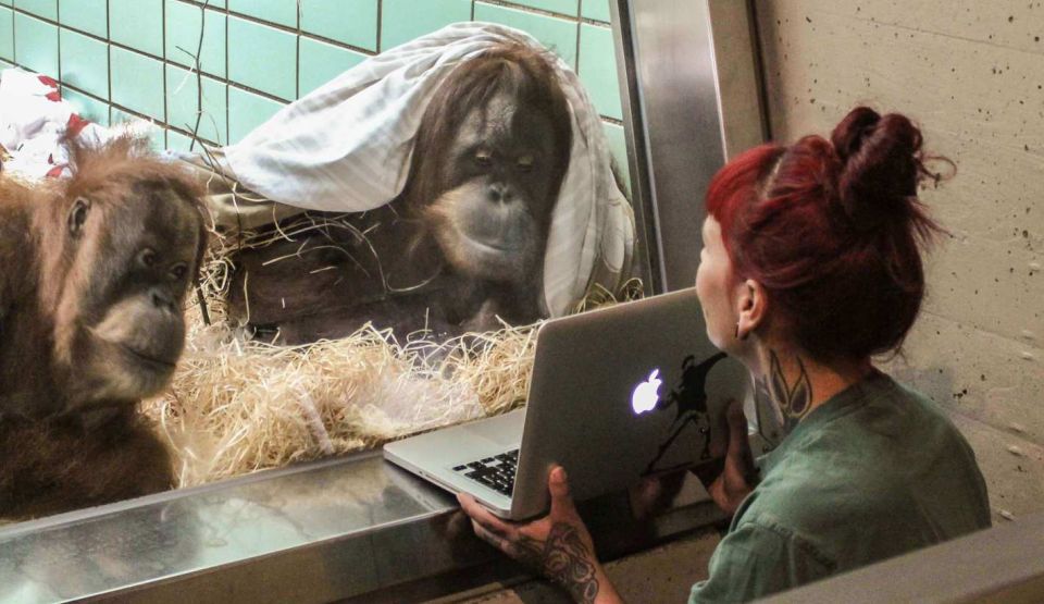 Site de matrimoniale pentru urangutani