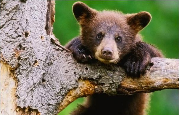 Romanii pot adopta un pui de urs. Iata cum!