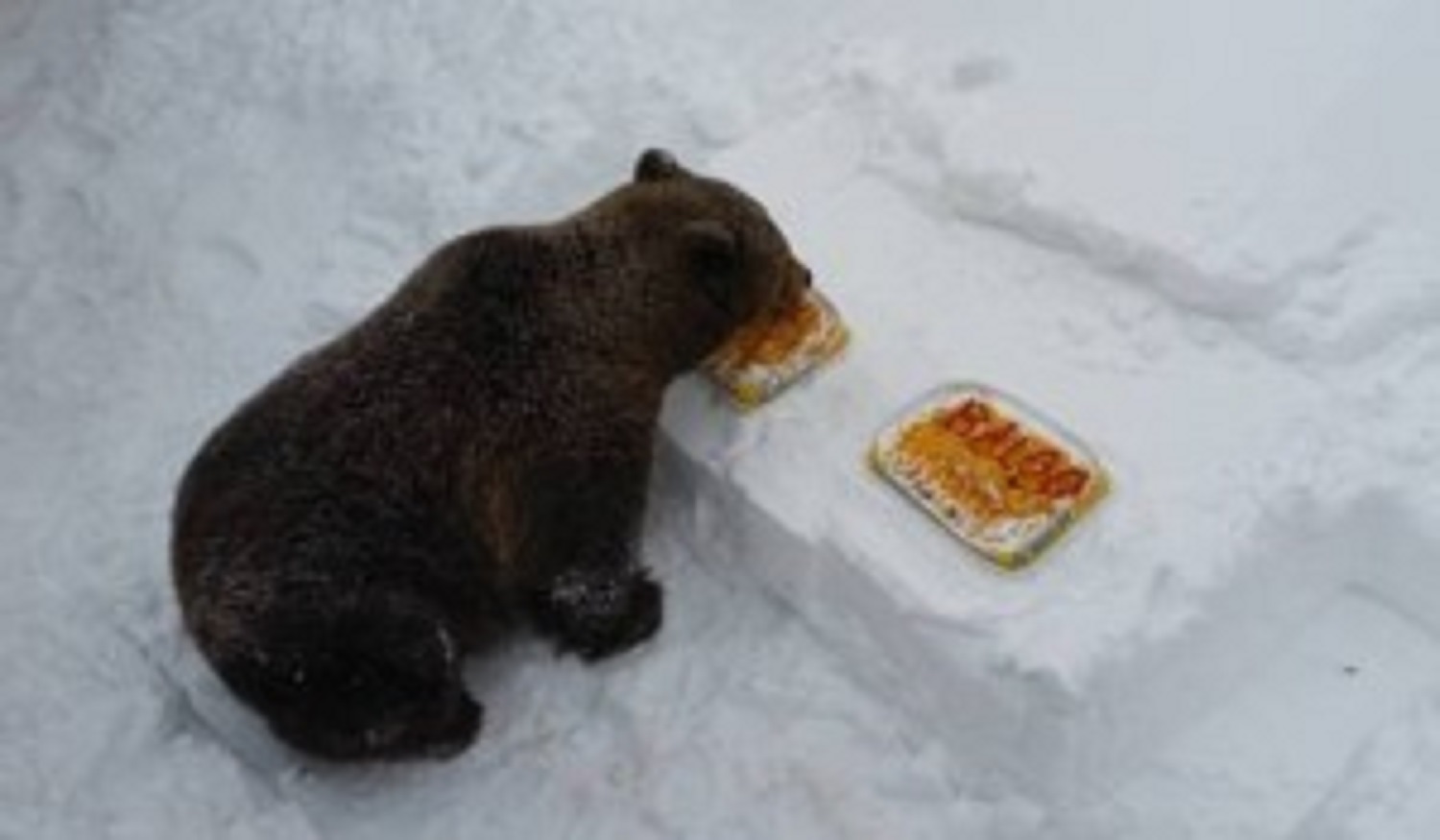 Baloo este vedeta staţiunii