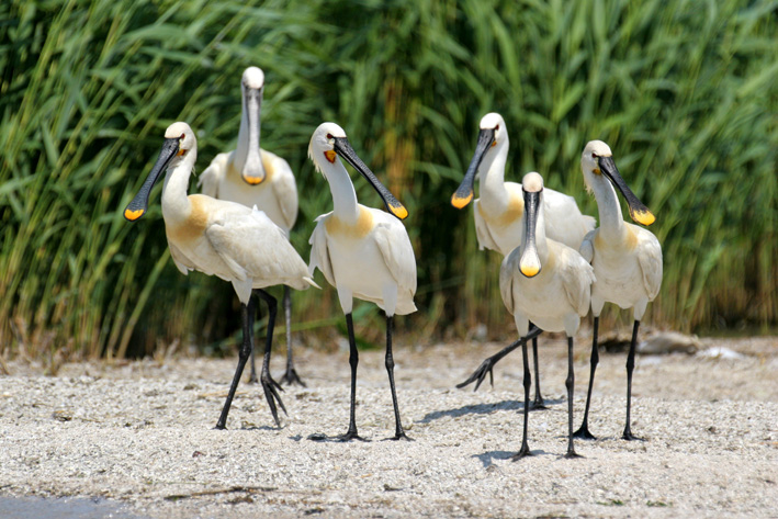 Litoralul și Delta Dunării, promovate la Bruxelles