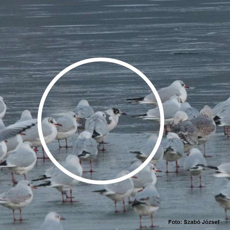 Un pescarus american in Oltenia