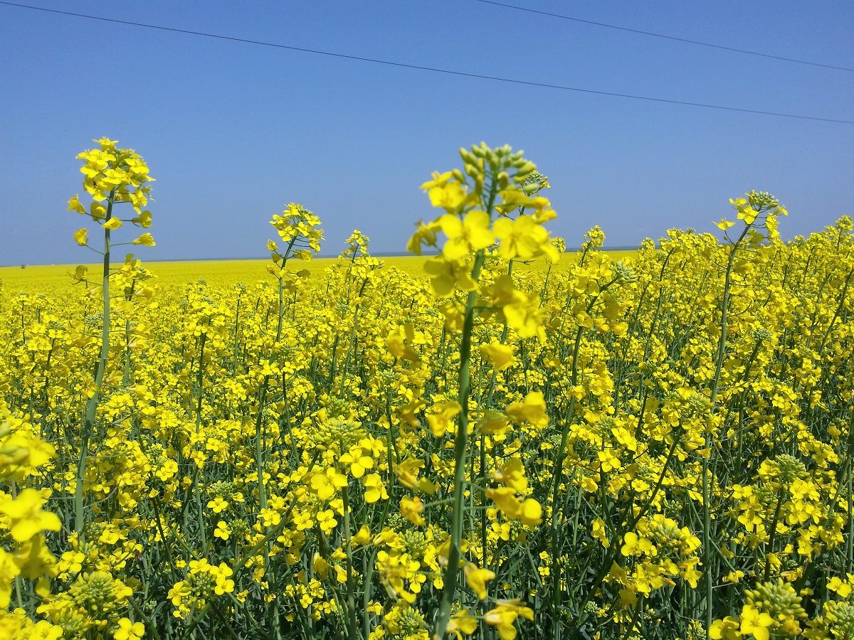 Azi despre ieri – 3 aprilie 2017