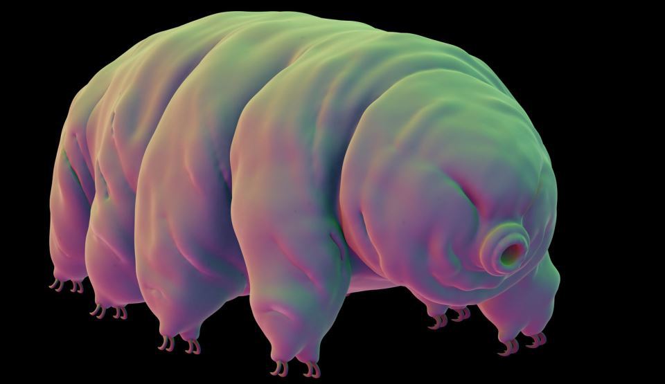 Creatura microscopică ”greu de ucis”: supravieţuieşte în cele mai vitrege condiţii